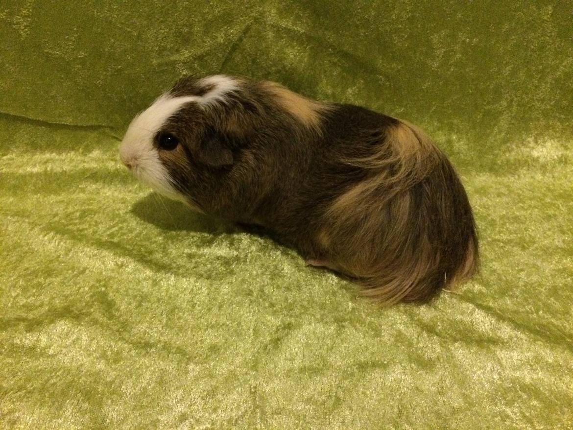 Marsvin Sputnik billede 12