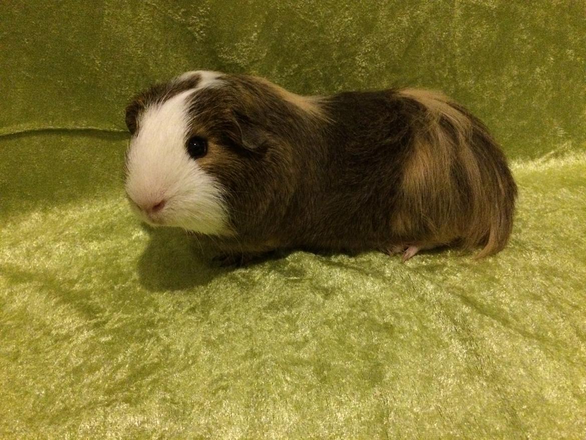 Marsvin Sputnik billede 11