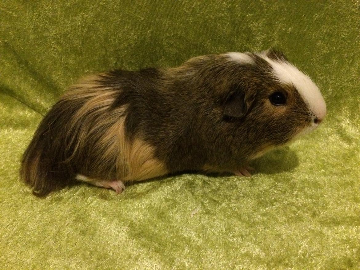 Marsvin Sputnik billede 14