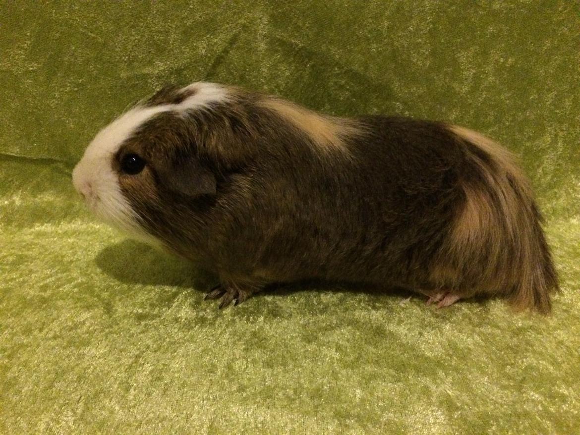 Marsvin Sputnik billede 13