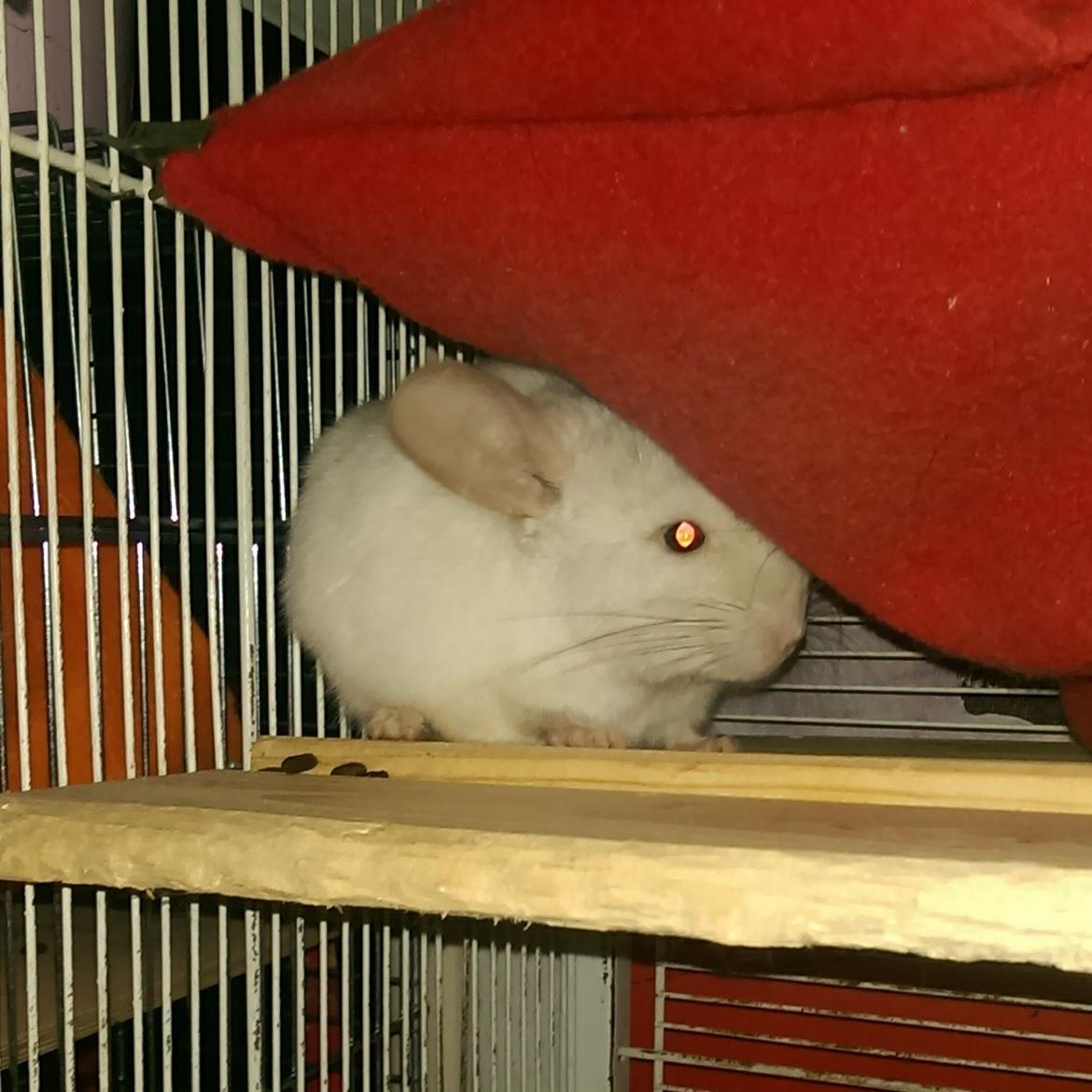 Chinchilla Tulie billede 6