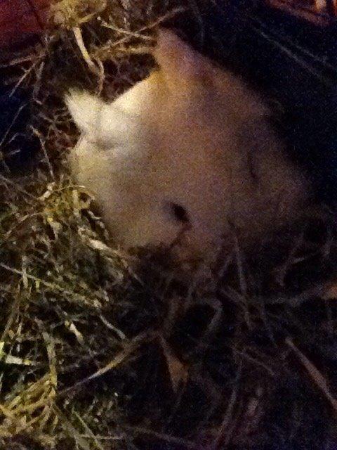 Kanin Snow billede 2