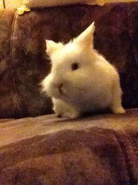 Kanin Snow billede 3