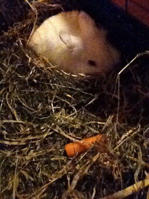 Kanin Snow billede 1