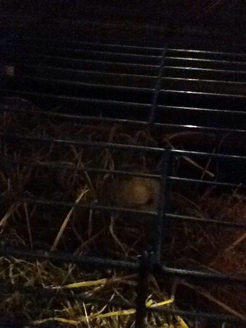 Kanin Snow billede 4