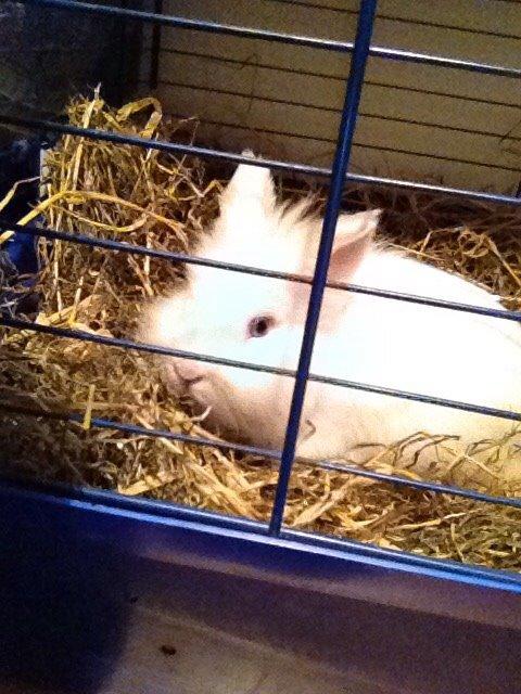 Kanin Snow billede 6