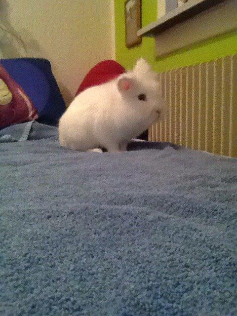 Kanin Snow billede 7