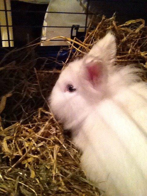 Kanin Snow billede 5