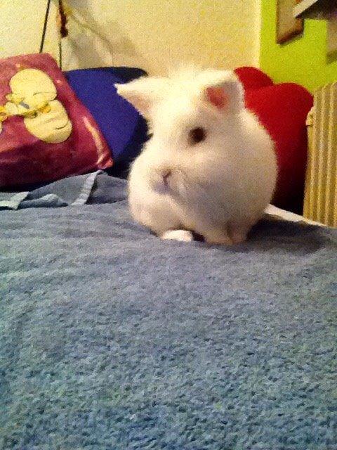 Kanin Snow billede 8