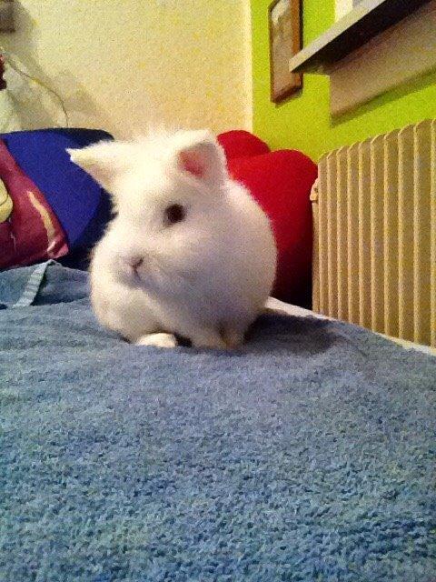 Kanin Snow billede 9