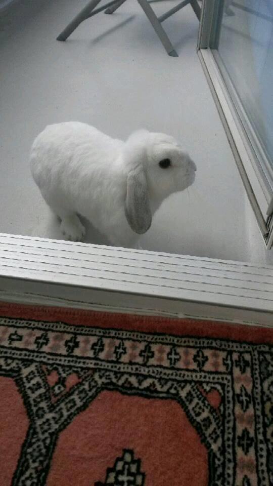 Kanin Winds Xendor - Taget af min mor billede 14