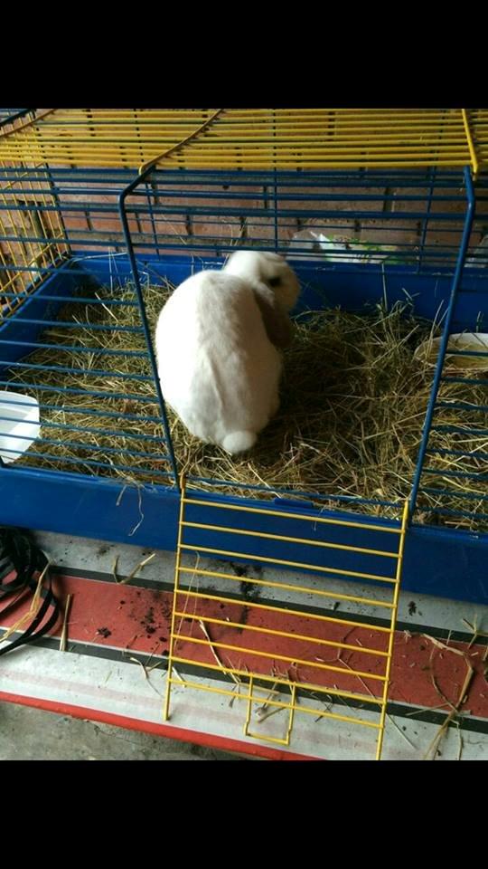 Kanin Winds Xendor - lille skat <3 billede 29