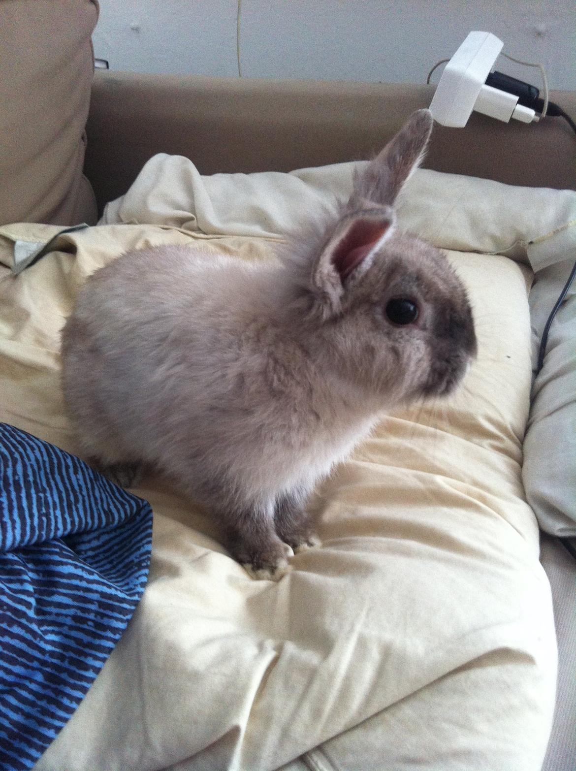 Kanin Louie billede 2