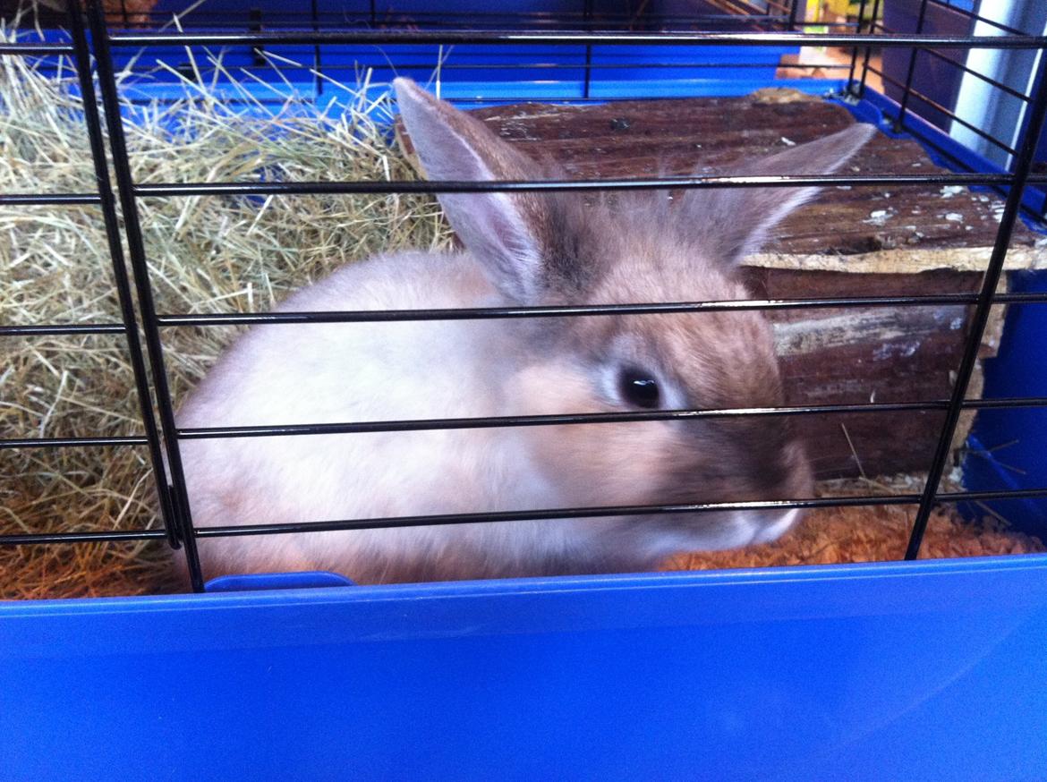 Kanin Louie billede 1