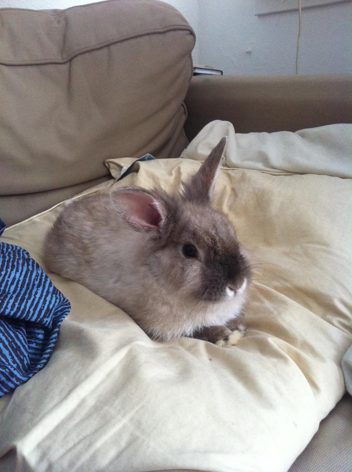 Kanin Louie billede 4