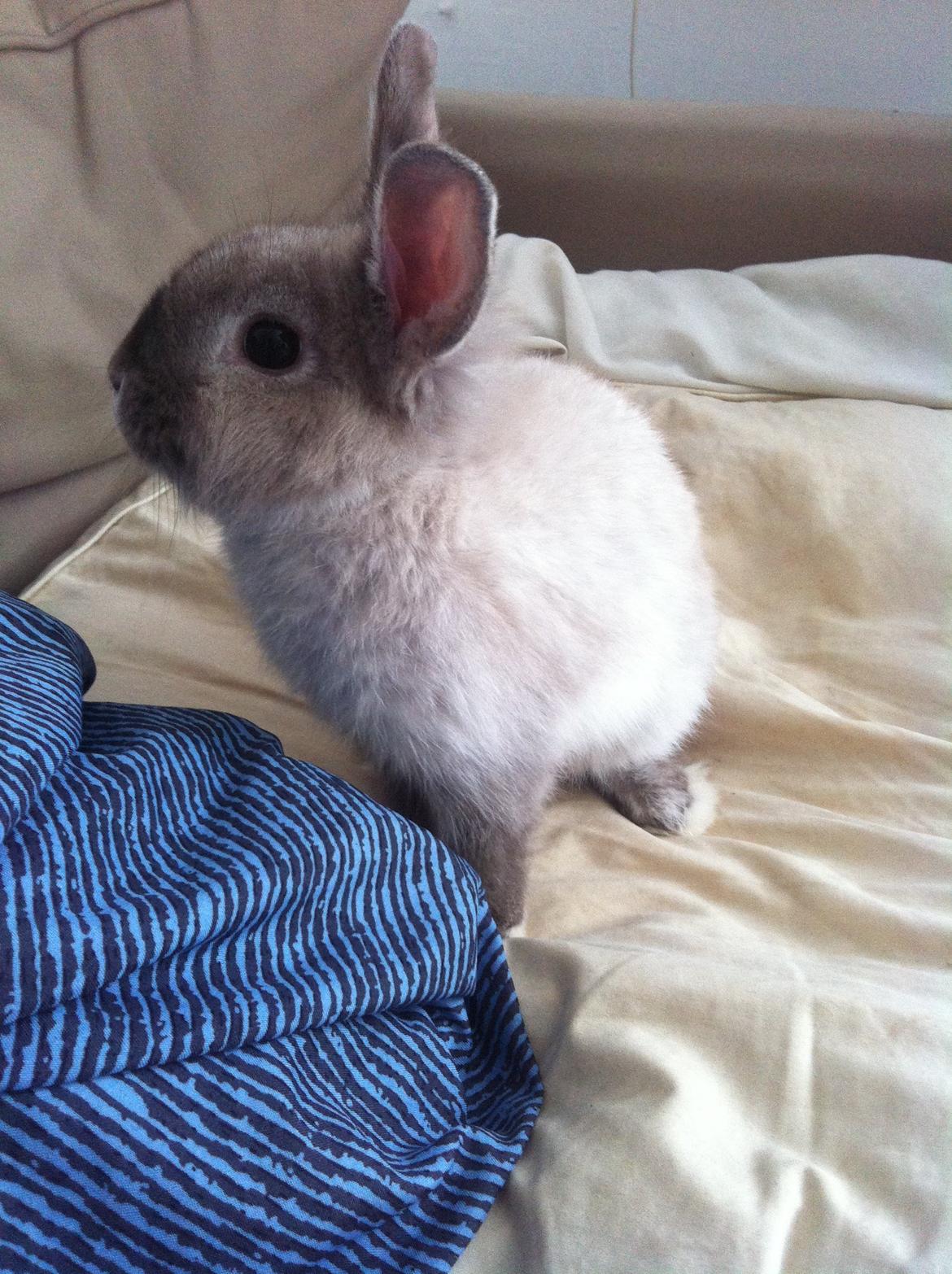 Kanin Louie billede 3