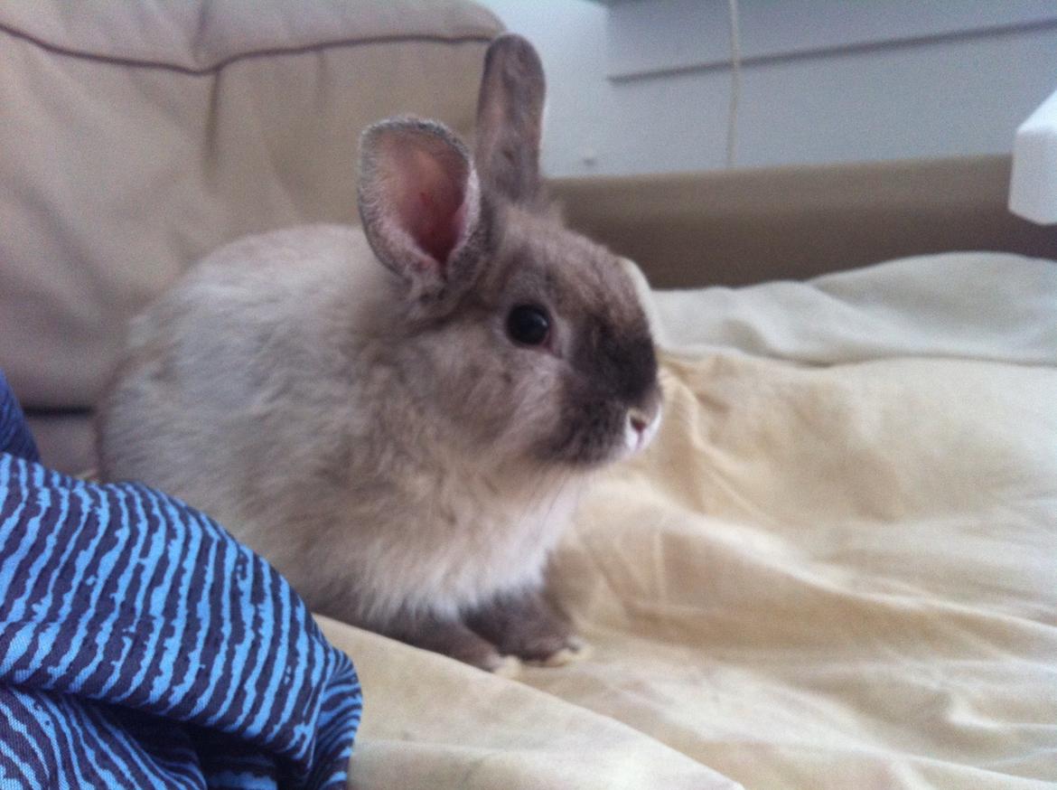 Kanin Louie billede 5