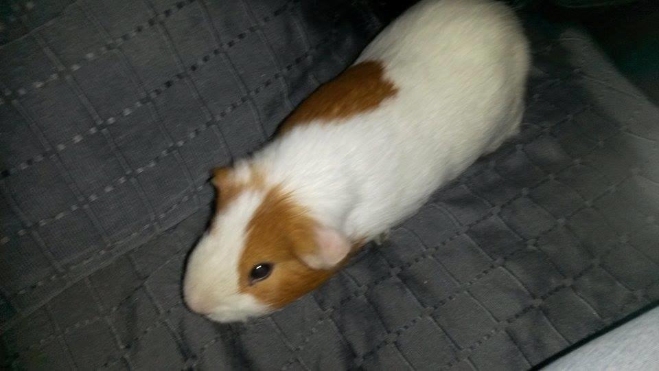 Marsvin Darvin Archemides billede 27