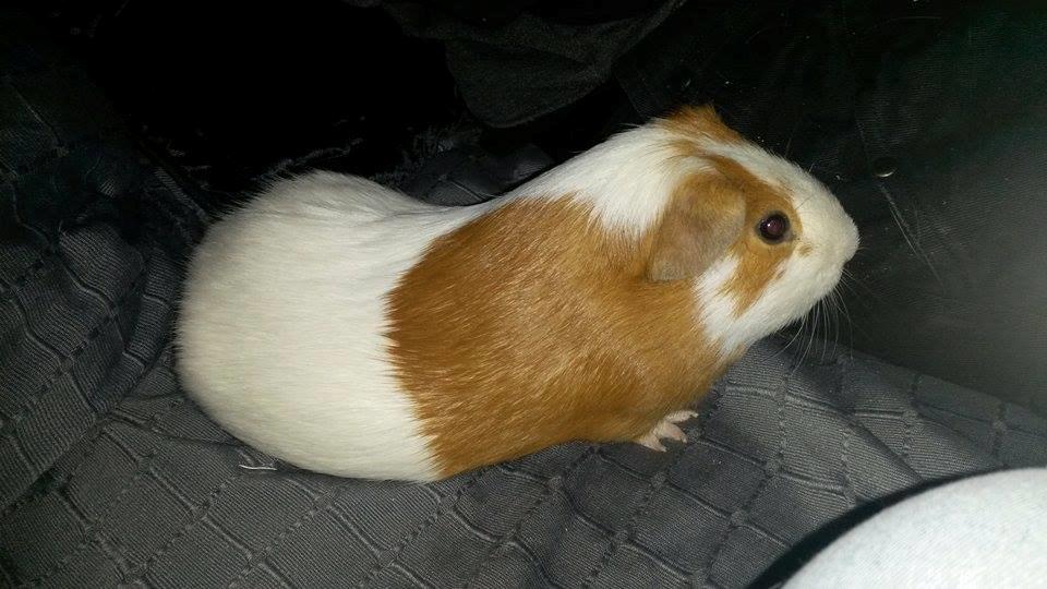 Marsvin Darvin Archemides billede 26