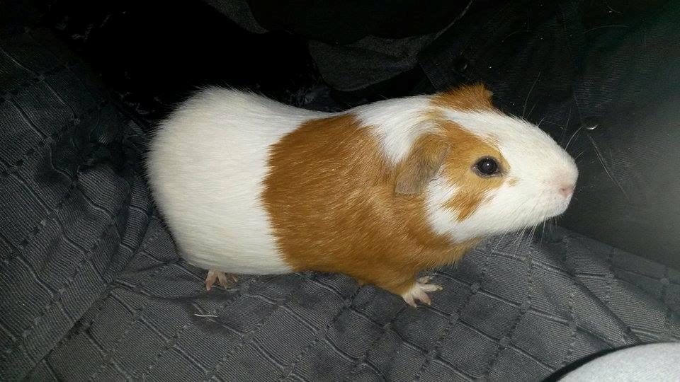 Marsvin Darvin Archemides billede 1