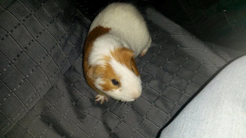 Marsvin Darvin Archemides billede 28