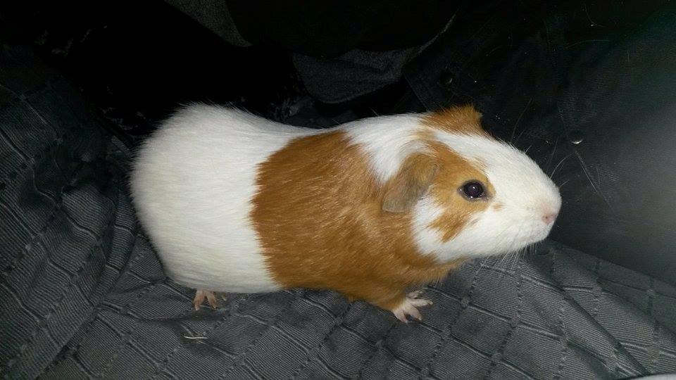 Marsvin Darvin Archemides billede 30