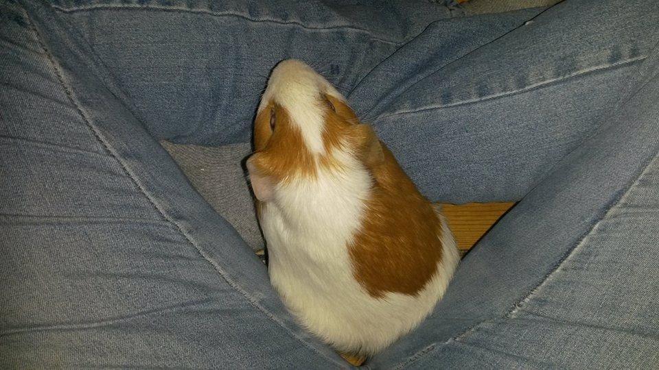 Marsvin Darvin Archemides billede 31