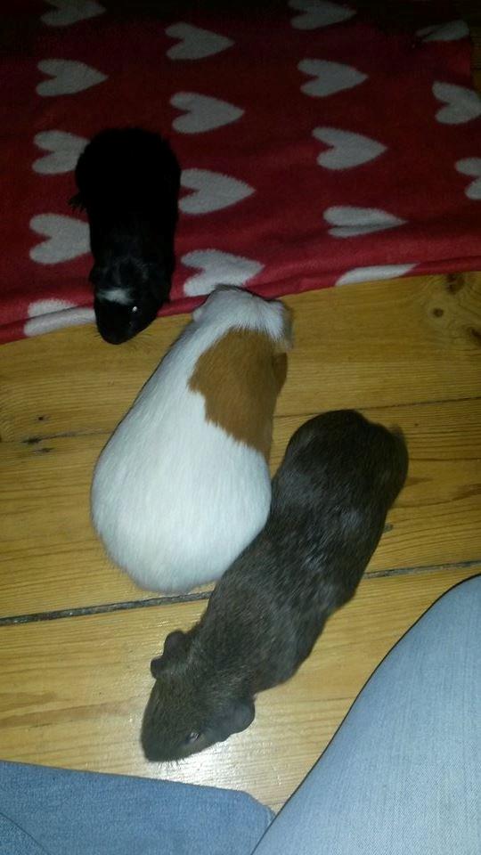 Marsvin Darvin Archemides billede 32