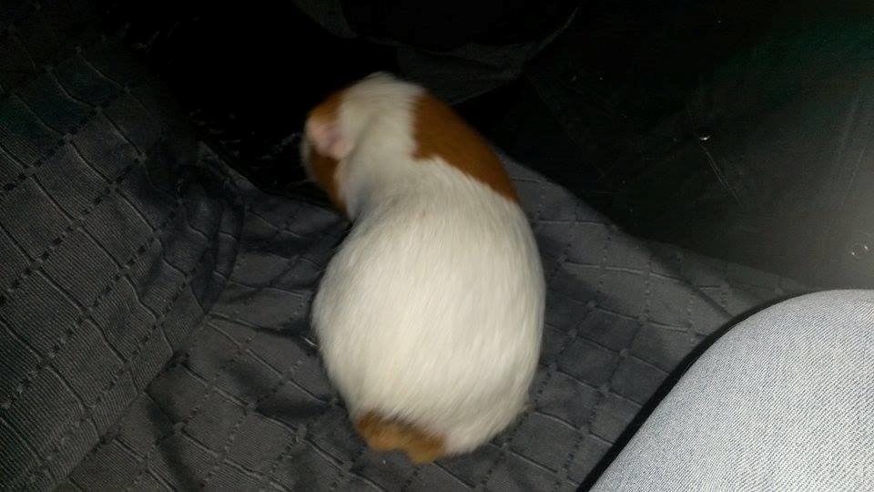 Marsvin Darvin Archemides billede 35