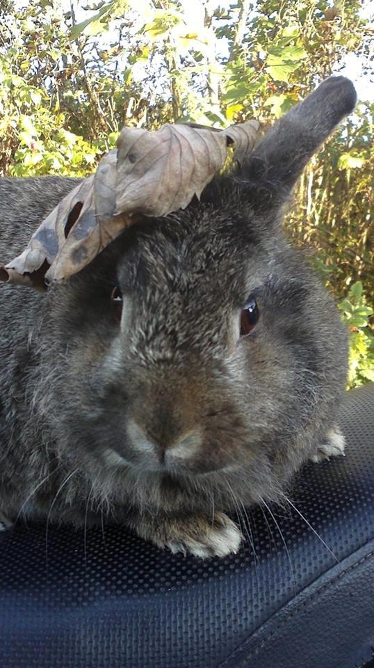 Kanin Elijah snow Wiin billede 1