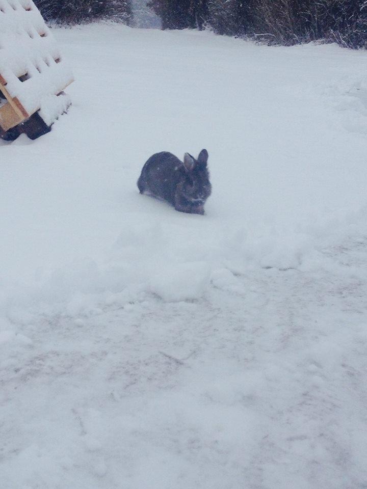 Kanin Elijah snow Wiin billede 2
