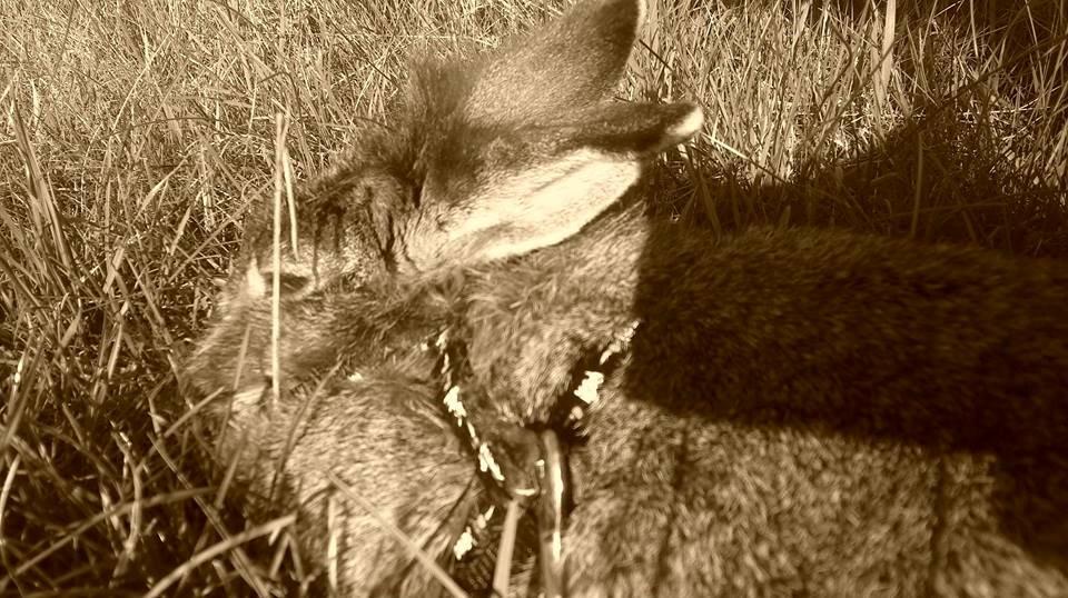 Kanin Elijah snow Wiin billede 3