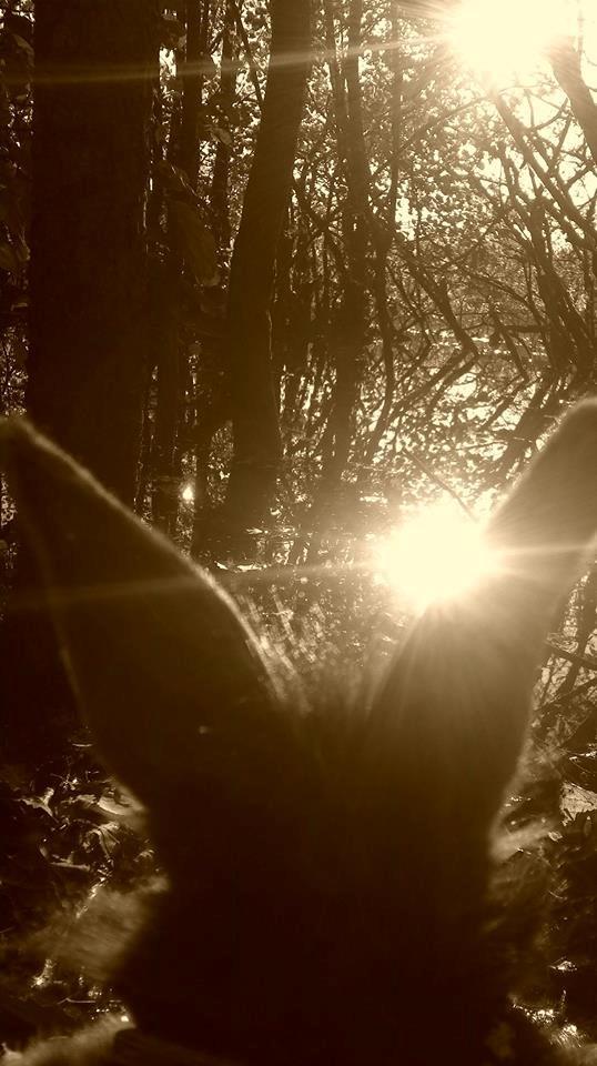 Kanin Elijah snow Wiin billede 4