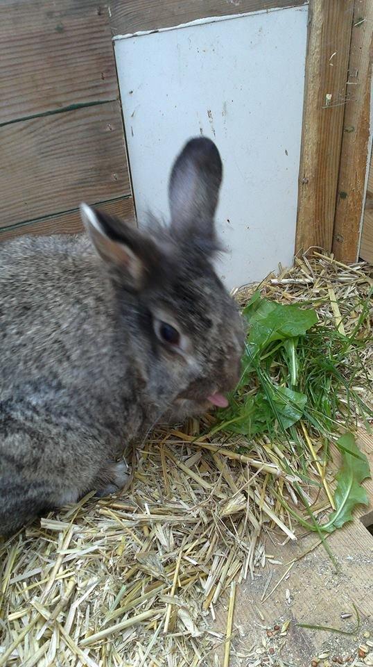 Kanin Elijah snow Wiin billede 5