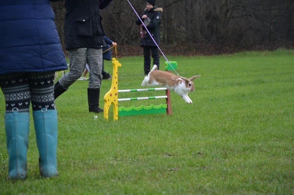 Kanin Hønsehusets Bibi Bine billede 7