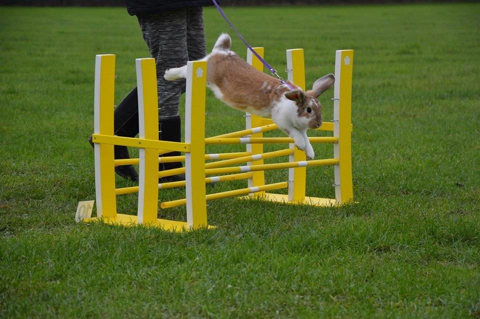 Kanin Hønsehusets Bibi Bine billede 4