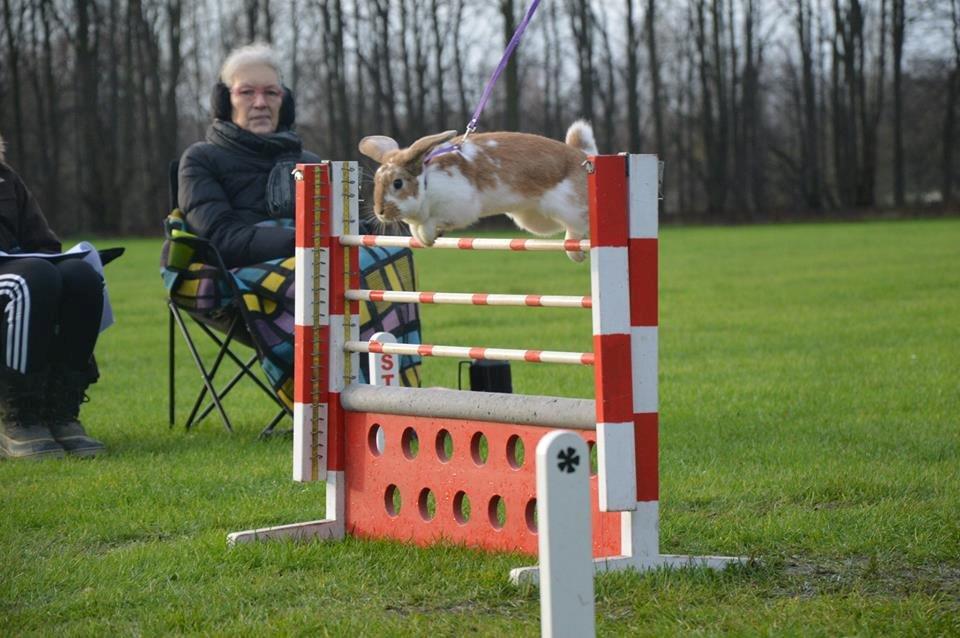 Kanin Hønsehusets Bibi Bine billede 3