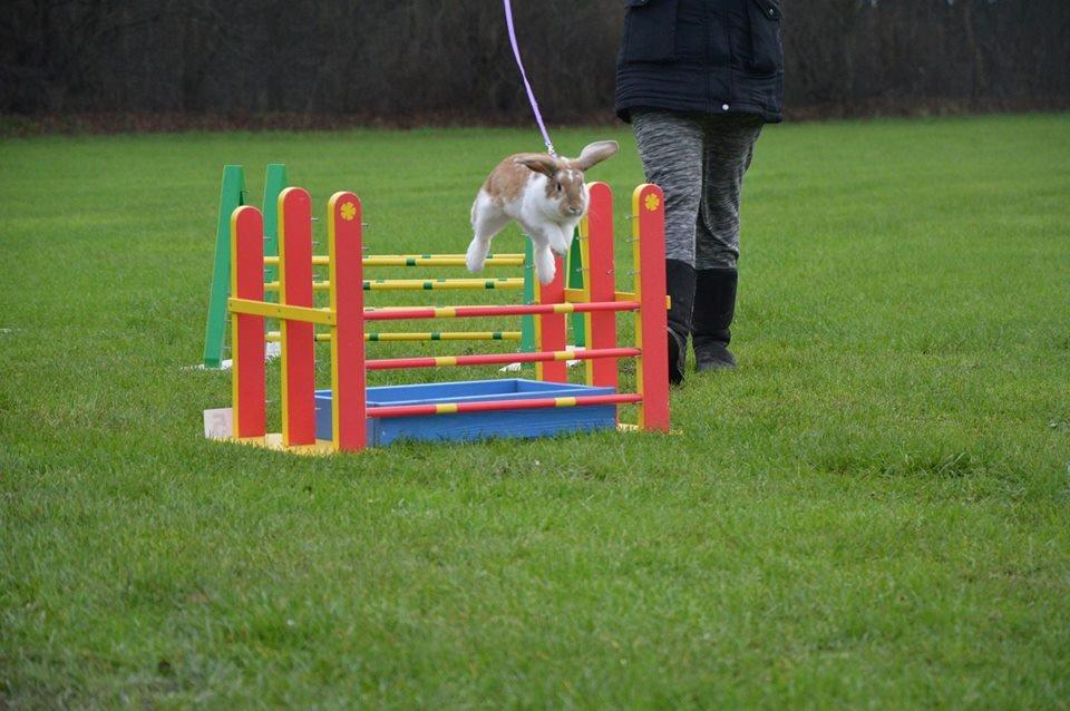 Kanin Hønsehusets Bibi Bine billede 8
