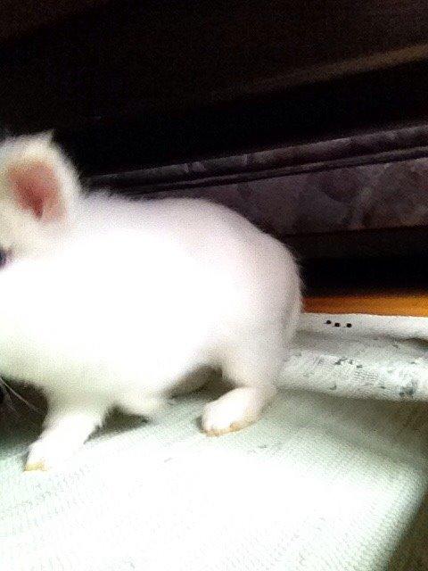 Kanin Snow billede 10