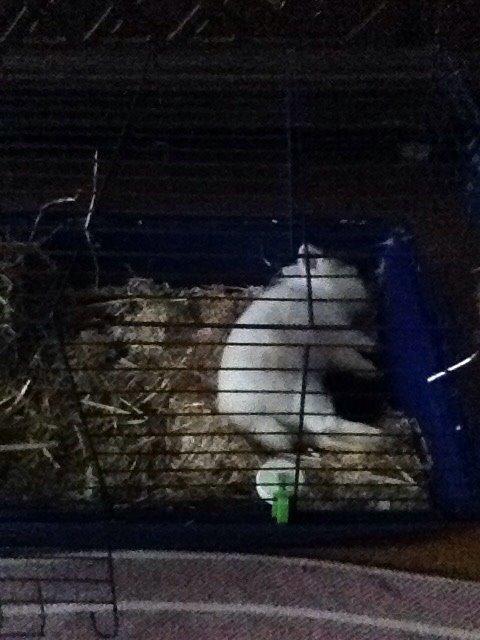 Kanin Snow billede 11