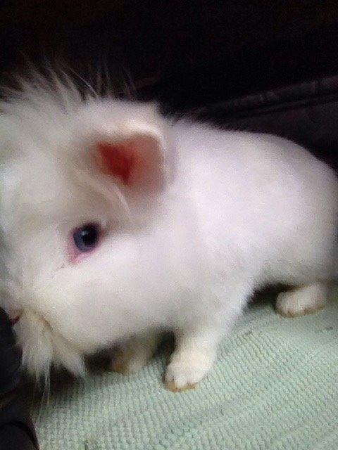 Kanin Snow billede 13