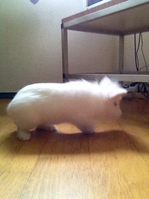 Kanin Snow billede 15