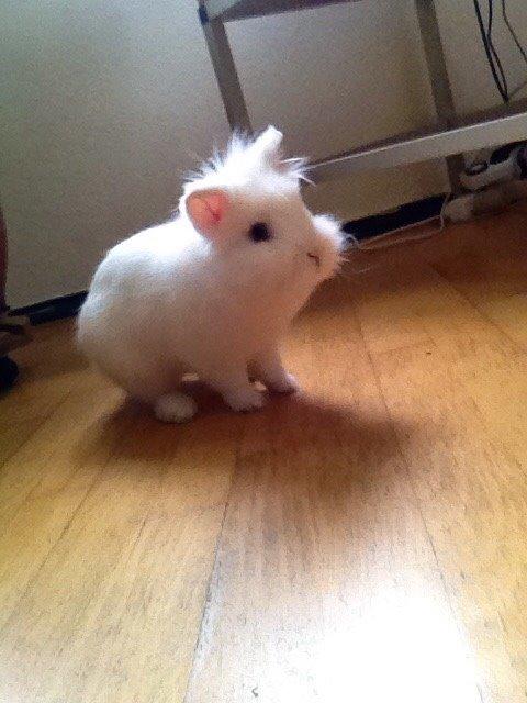 Kanin Snow billede 14