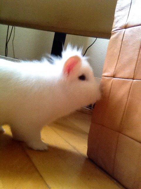 Kanin Snow billede 16