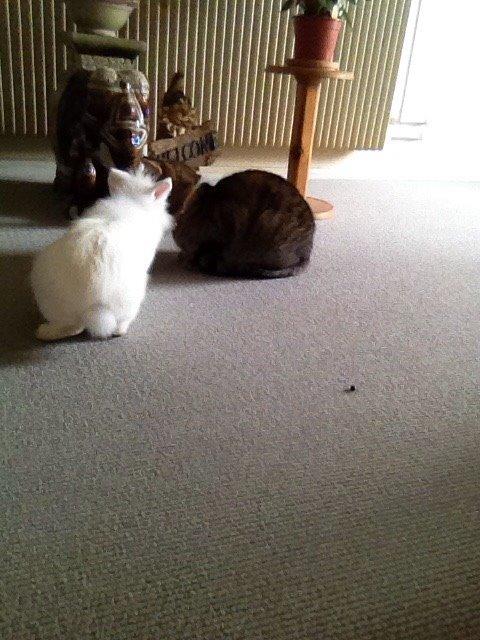 Kanin Snow billede 18