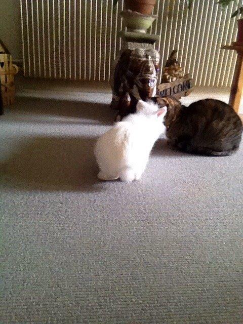 Kanin Snow billede 17