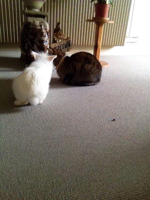 Kanin Snow billede 19