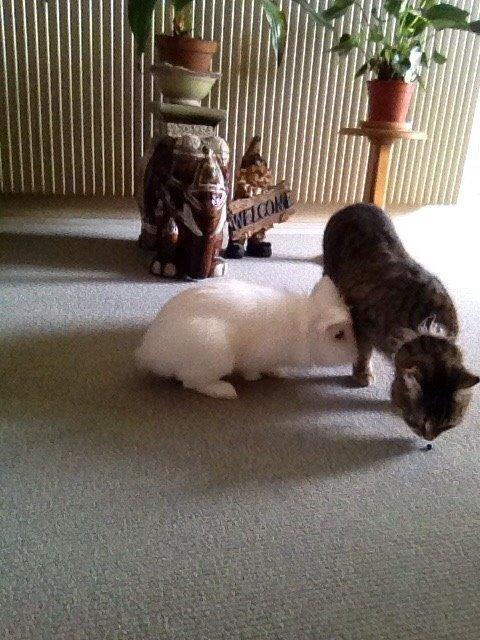 Kanin Snow billede 20