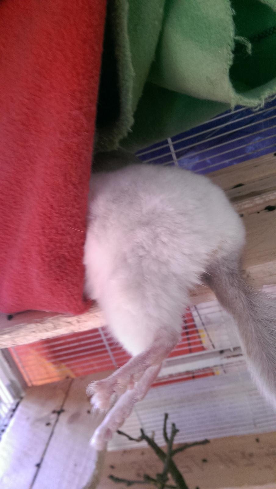 Chinchilla Tulie billede 7