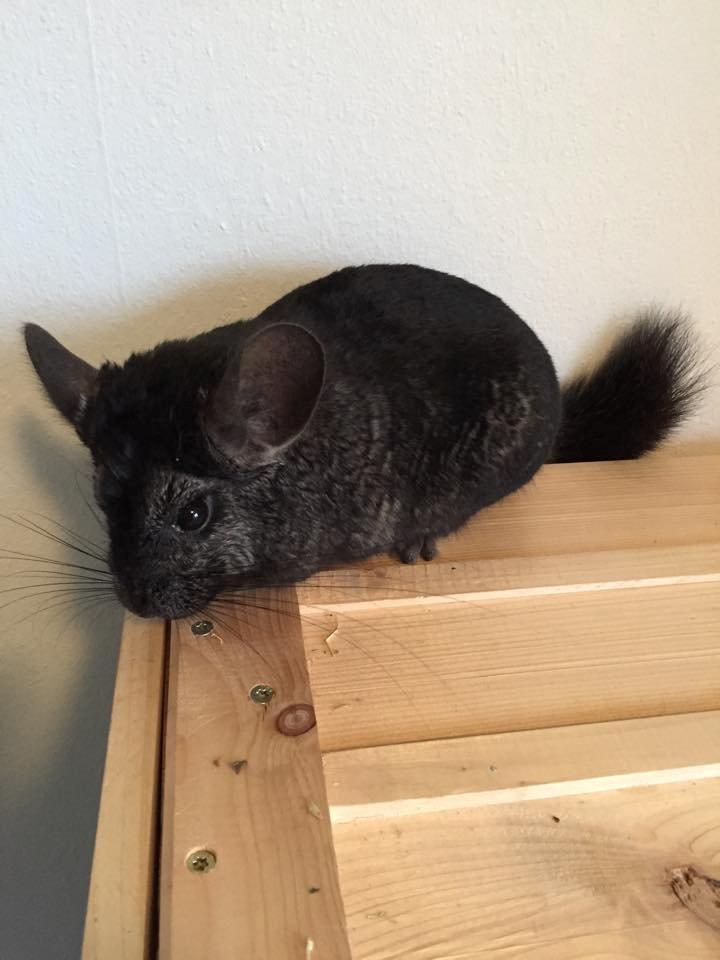 Chinchilla Chilimus Elvis (Hubert) billede 4